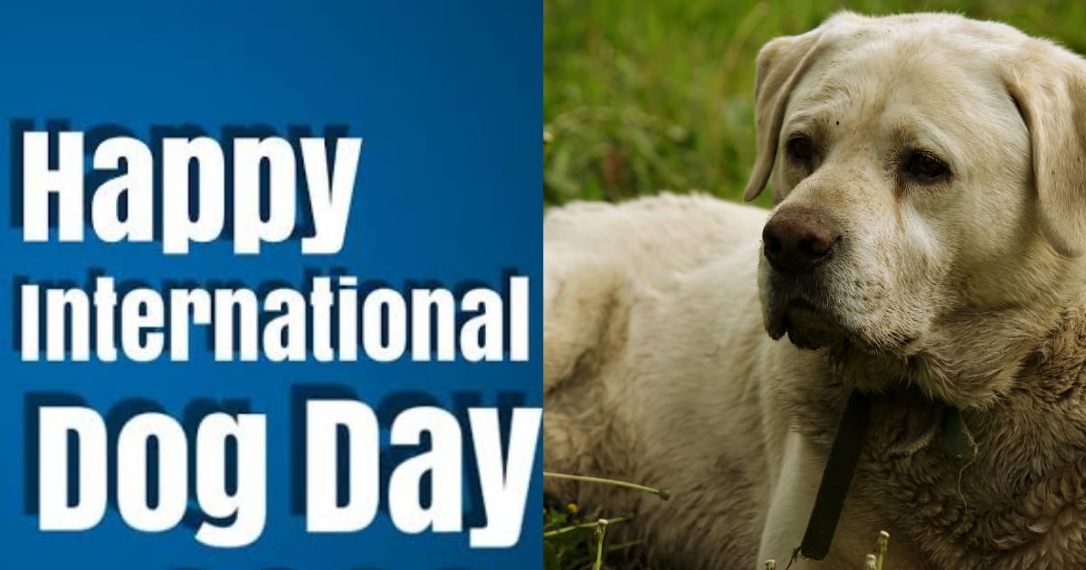 International Dog Day All You Need to Know About