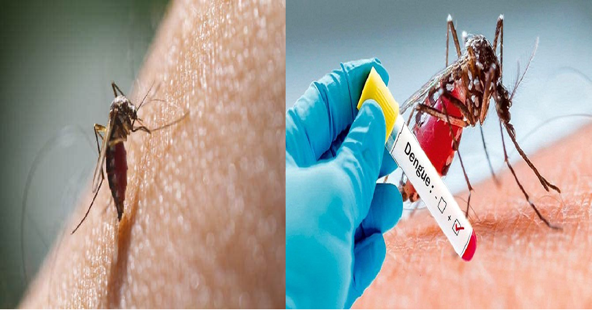 Dengue and steps to prevent it