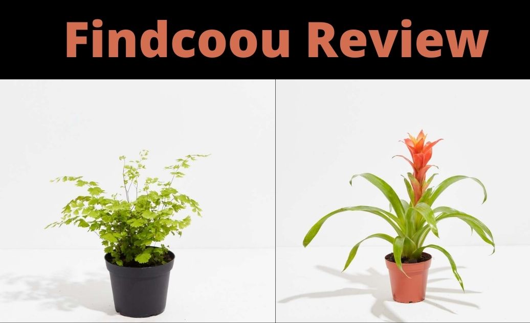 findcoou