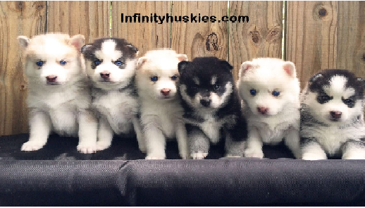 Infinityhuskies