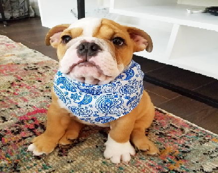 Banayobulldogs