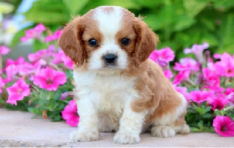 Cavalierslovehome