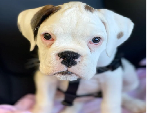 Calvinsboxerhome