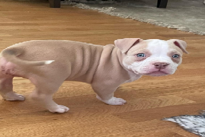 Bull puppies castle