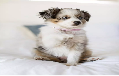 Sweet spring mini aussies
