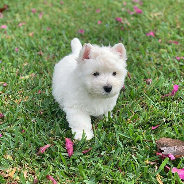White high land terrier breeders