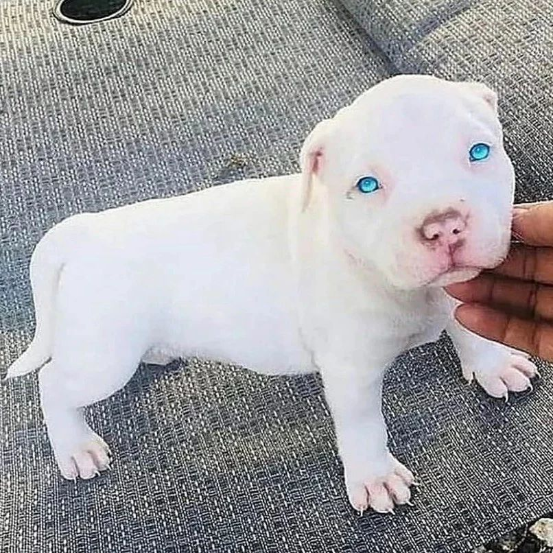 Dazzlingpitbullpuppieshome