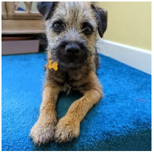 Kyrs cairn pups