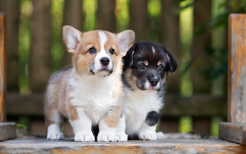 Royalpupshome