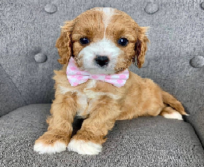 Adorablecavoodle