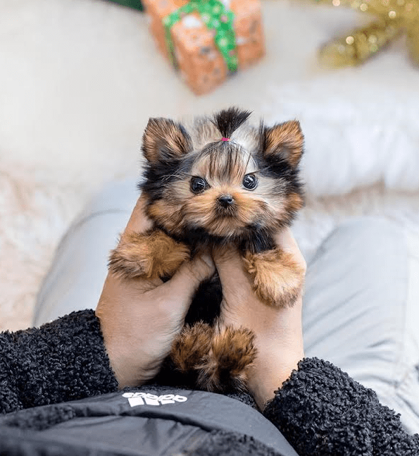 Blessedteacupyorkiehome