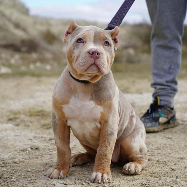 High quality pit bulls