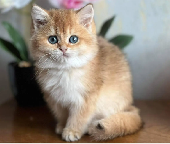 Sweetkittensforsale