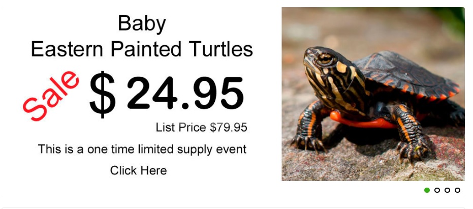Myturtlestore