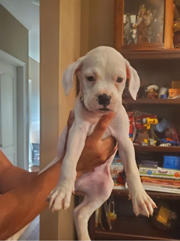 Energetic boxer puppies home
