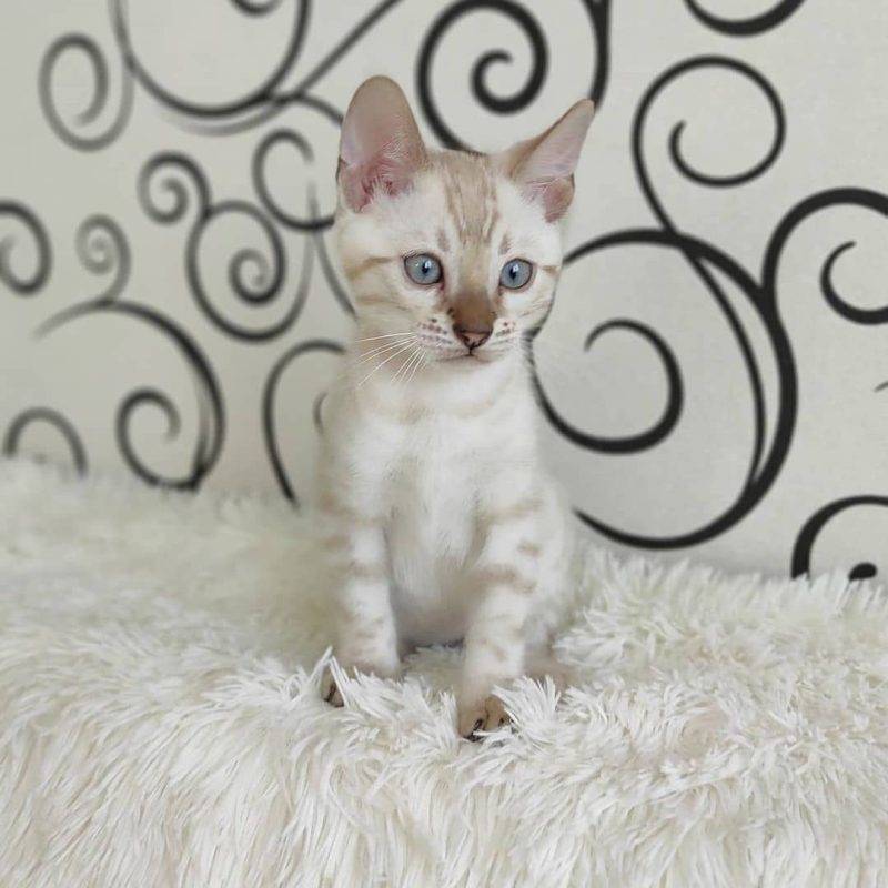 Findley bengal kittens