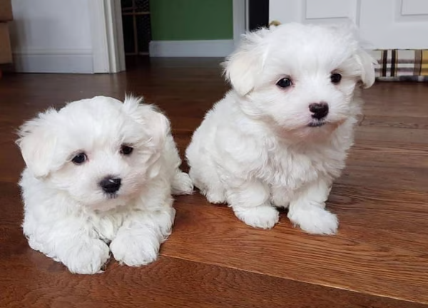 Fluffyteacupmaltese