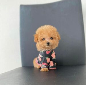 Mavelsteacuppoodlepuppies