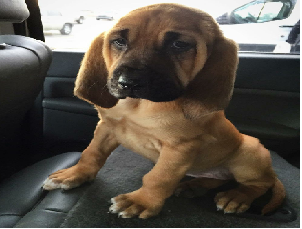Family raised blood hounds