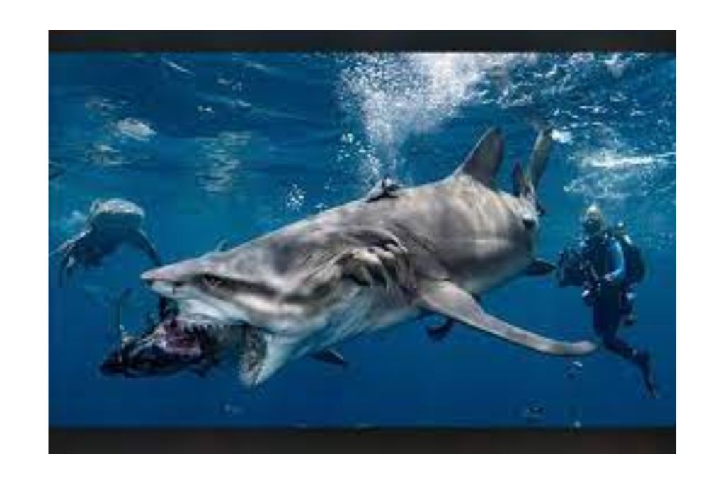 onsharkycomfort.com{2023}:Legit or a Scam?