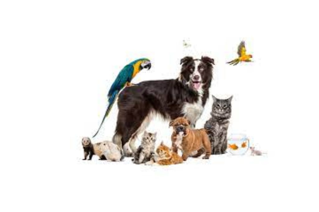 petnaround.com Scam or legit?