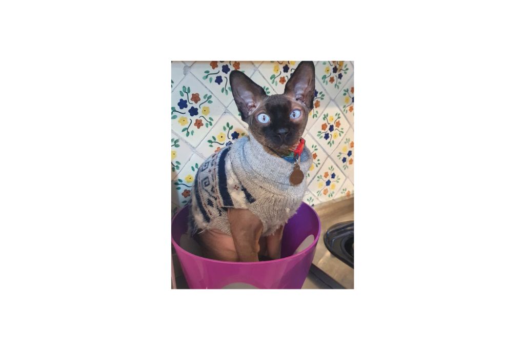 crescentsphynxkittens Review {2023}: Is crescentsphynxkittens.com licit or a Scam?