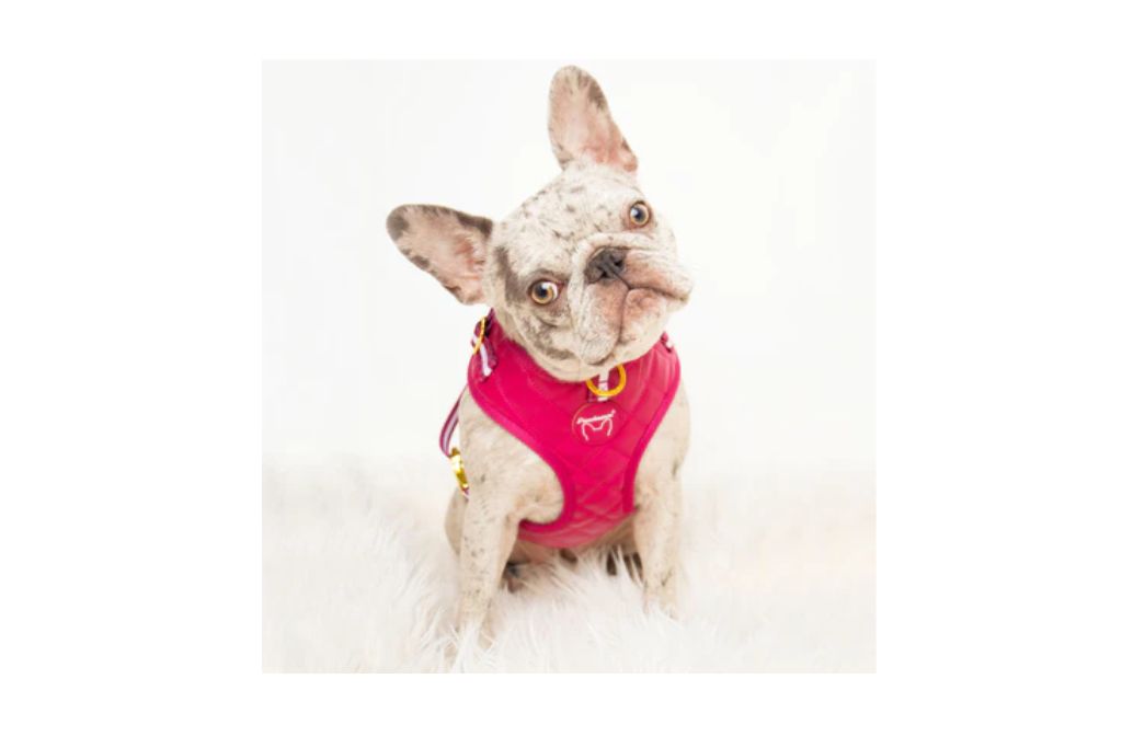 frenchiestore Review {2023}: Is frenchiestore.com licit or a Scam?