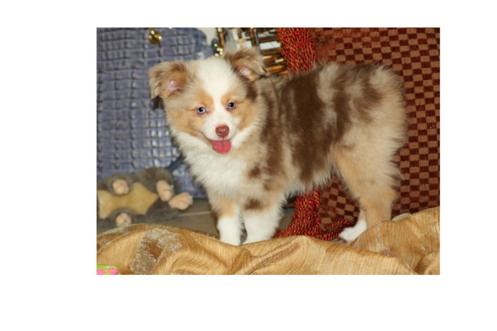 victoriapuppies.com legit? victoriapuppies Review 2023: Is it Legit or scam?