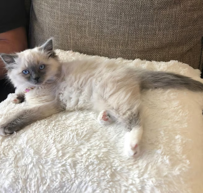mcroyalragdolls Scam or legit? mcroyalragdolls.com- Honest review!