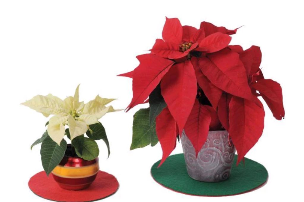 Yulewonder