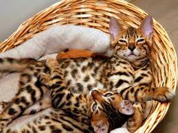 amazingbengalkittens Scam or legit? amazingbengalkittens.com- Honest review!