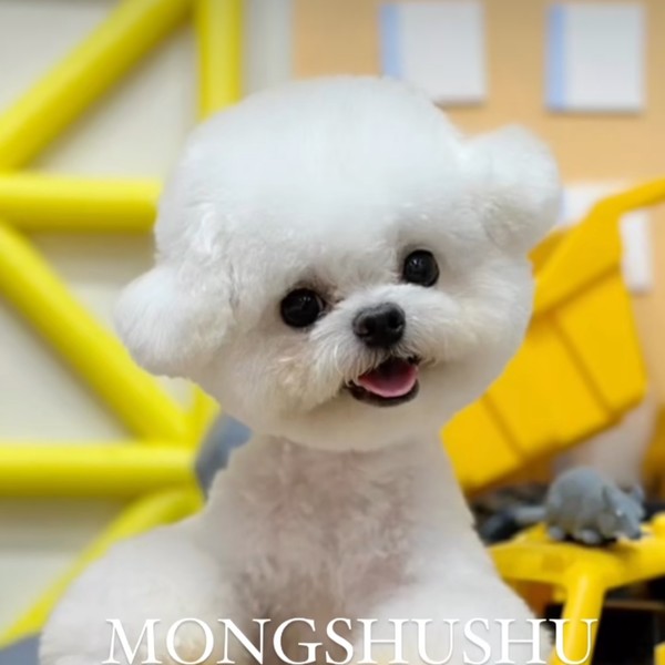 mongshushu Review {2024}: Is mongshushu.com Legit or a Scam?