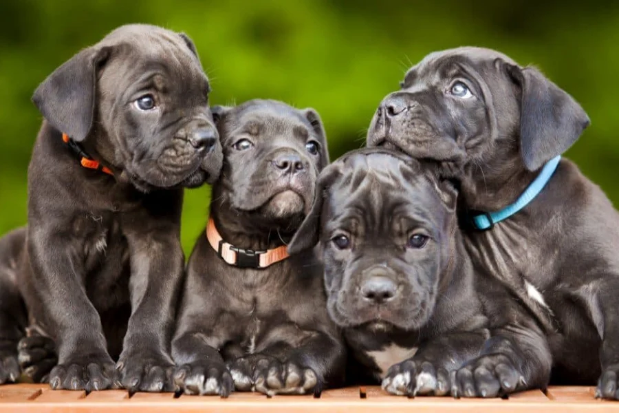 premiumcanecorsopuppies Scam or legit? premiumcanecorsopuppies.com- Honest review!