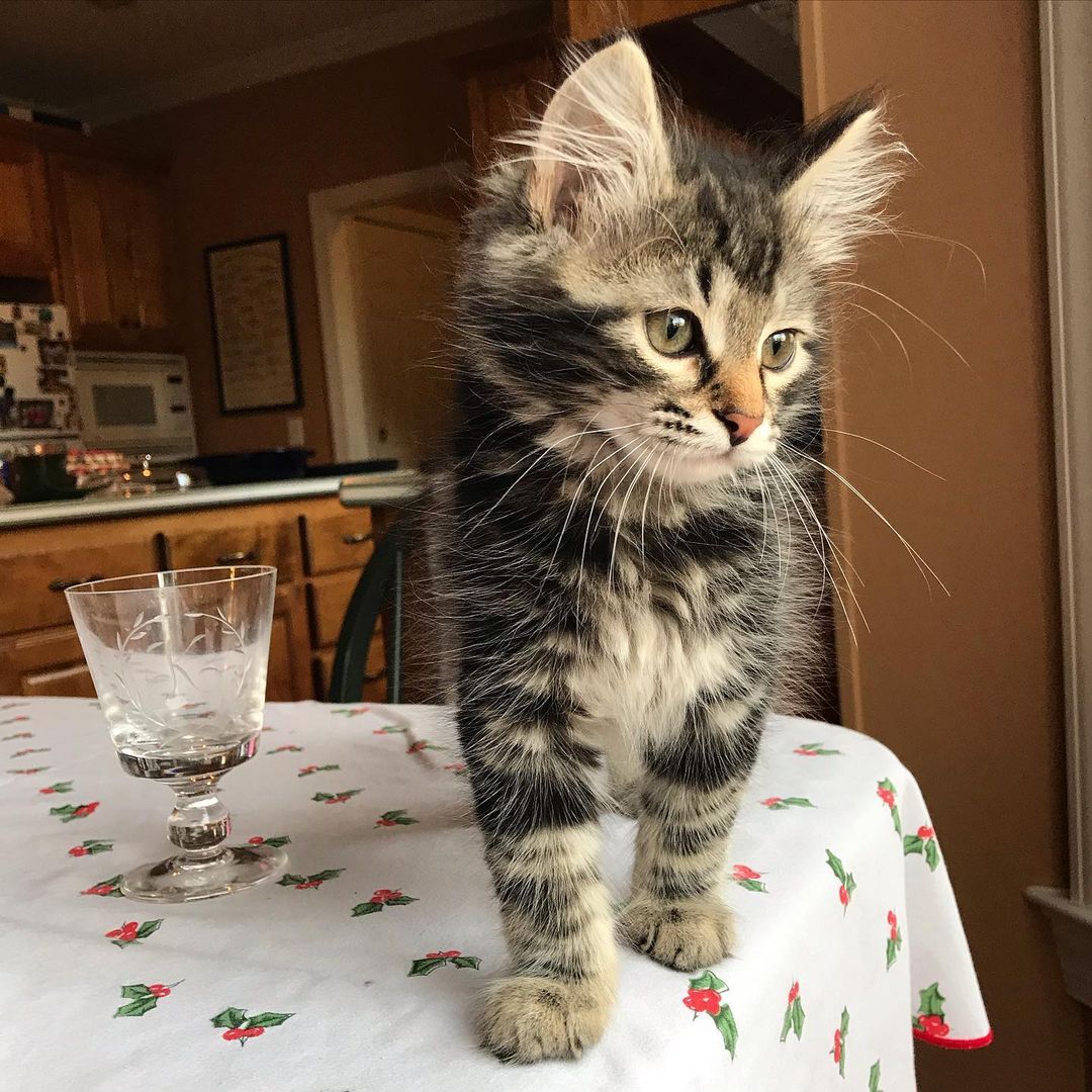 siberiandreamkittens Review {2024}: Is siberiandreamkittens.com Legit or a Scam?