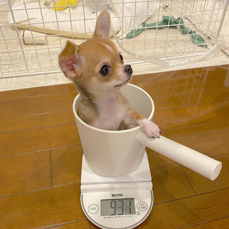 pedigreeteacupchihuahuapups Review {2024}: Is pedigreeteacupchihuahuapups.com Legit or a Scam?