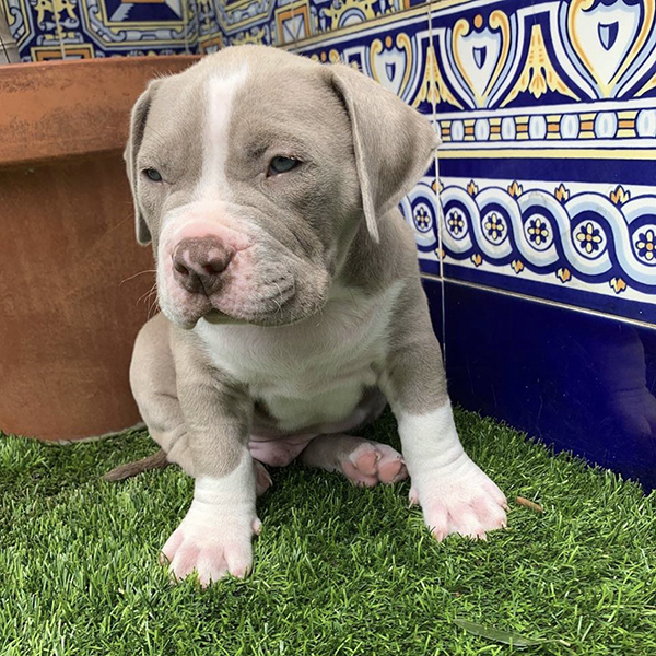 myamericanpocketbullypuppies Scam or legit? myamericanpocketbullypuppies.com- Honest review!