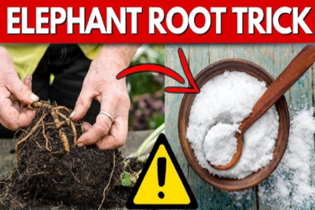 Elephant Root Male Enhancement
