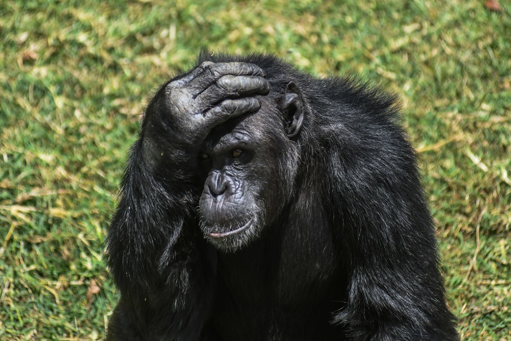 Chimpanzee on a Vespa Scooter